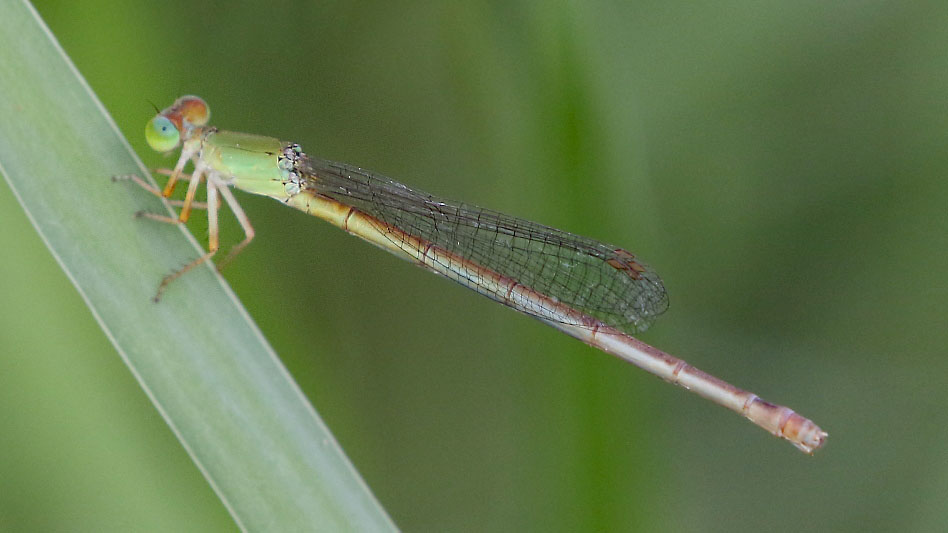 J19_9237 Ceriagrion coromandelianum female.JPG